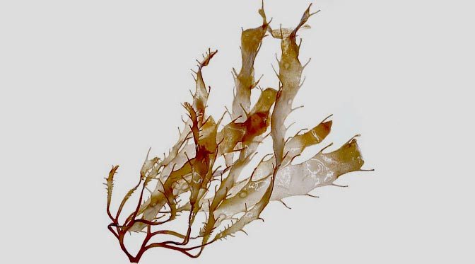 algae extract
