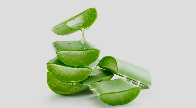 Aloe Vera
