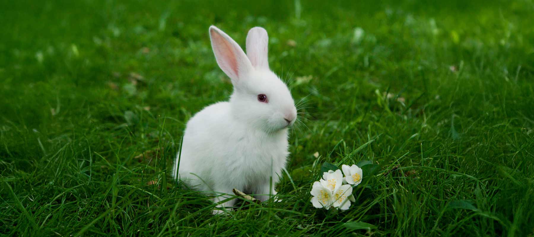 If you love Animals too, A Vegan Lifestyle is for you!