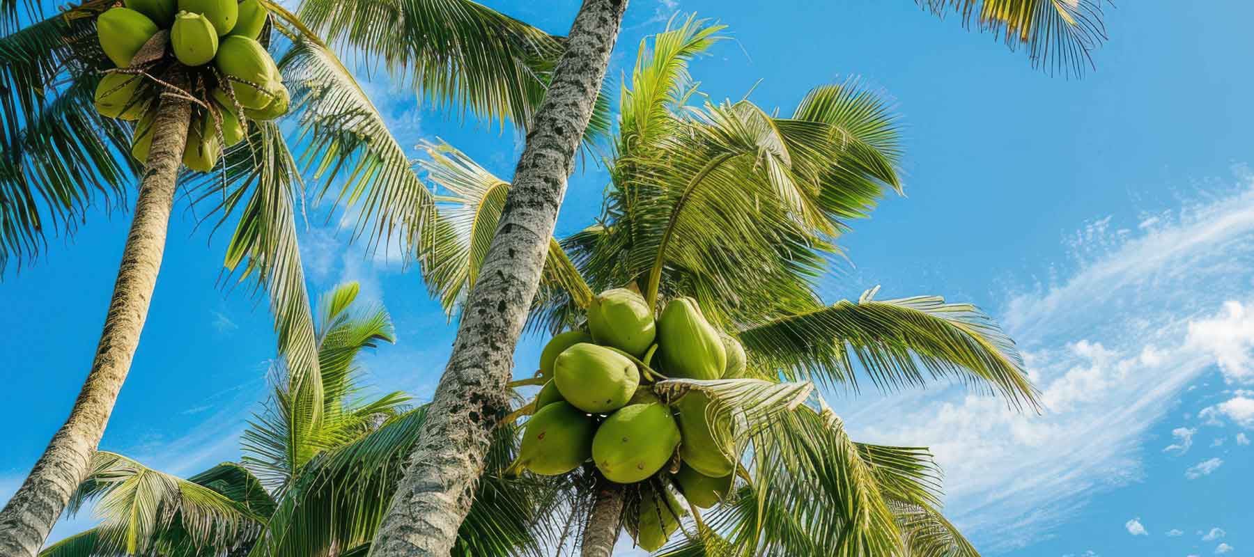 Celebrate World Coconut Day with Kimirica: The Marvel of Coconut for Skin & Well-being