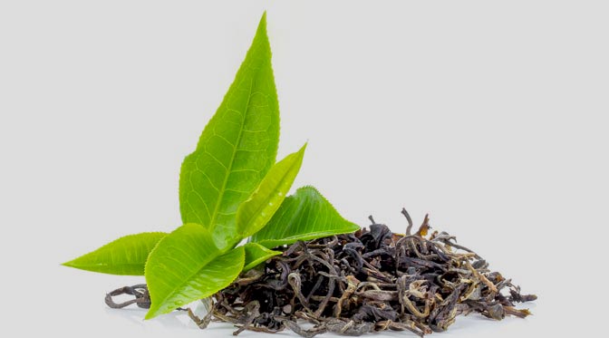 White Tea Extract