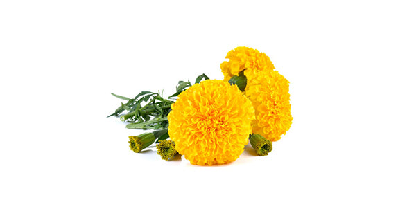 MARIGOLD