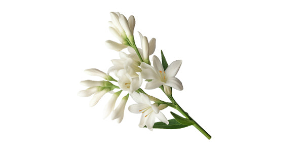 Night Blooming Jasmine