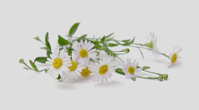 Chamomile 