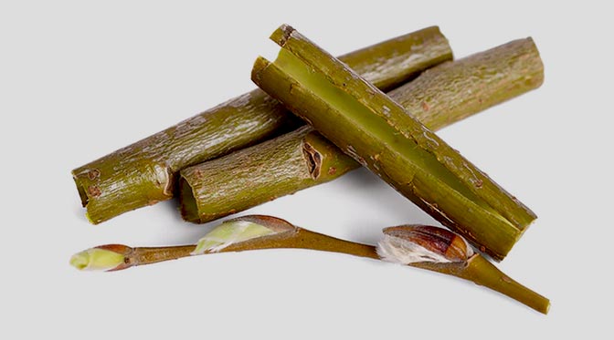 Willow Bark 