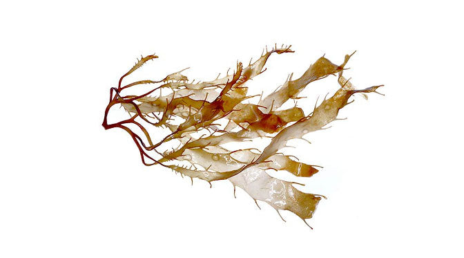 Brown Algae Extract