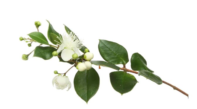 Lemon Myrtle Extract