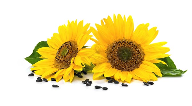 Sunflower ingredients